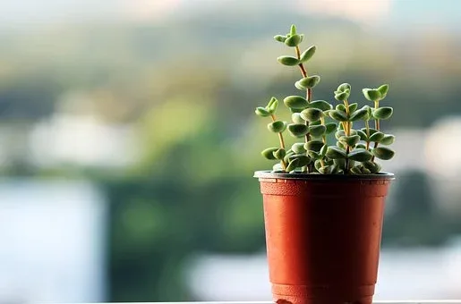 겨울철 다육이 관리법, 물주는법 꿀팁